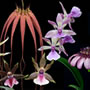Orchid Essences - Kelda White